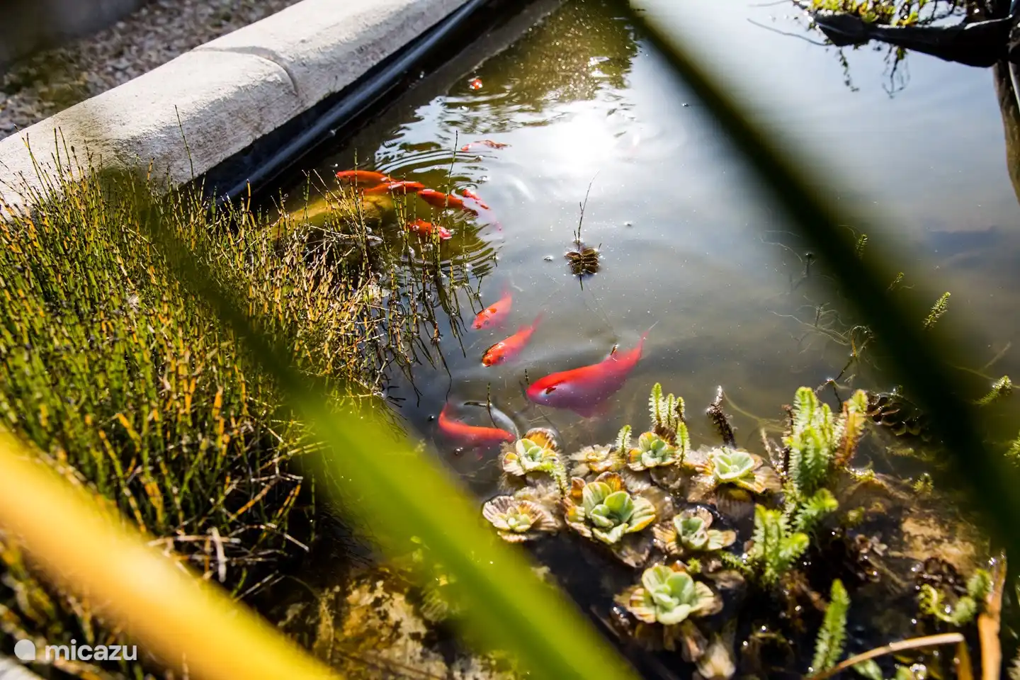 Garden with childproof pond.