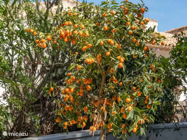 Luxe 6p. villa avec piscine privée ! | Espagne, Costa Blanca, Benissa - maison de vacances jardin