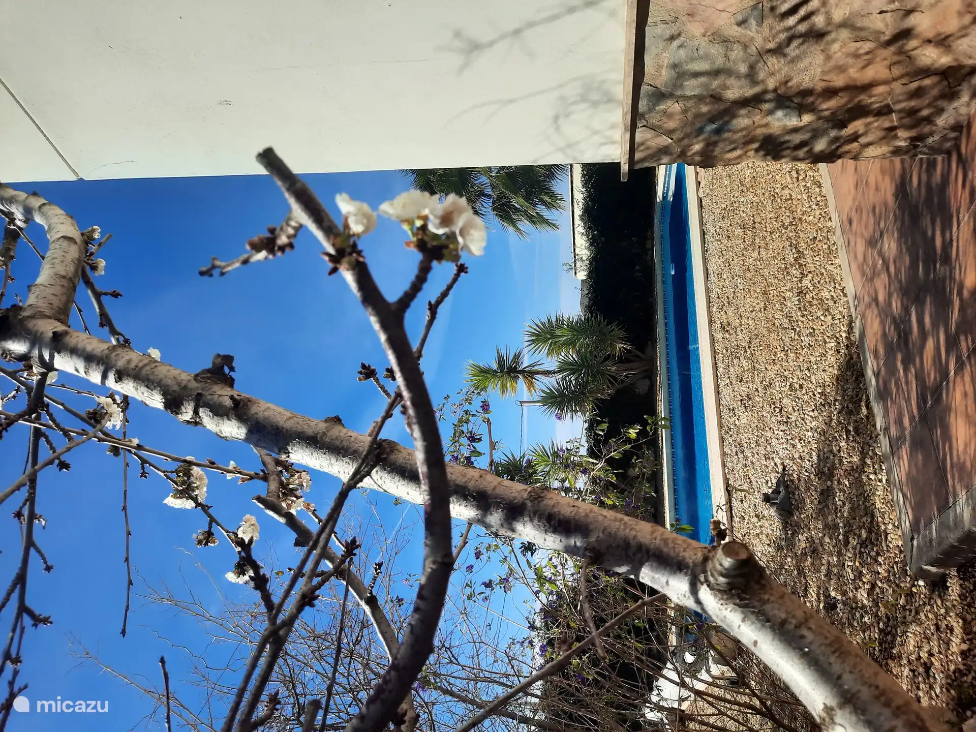 Belles fleurs dans le jardin