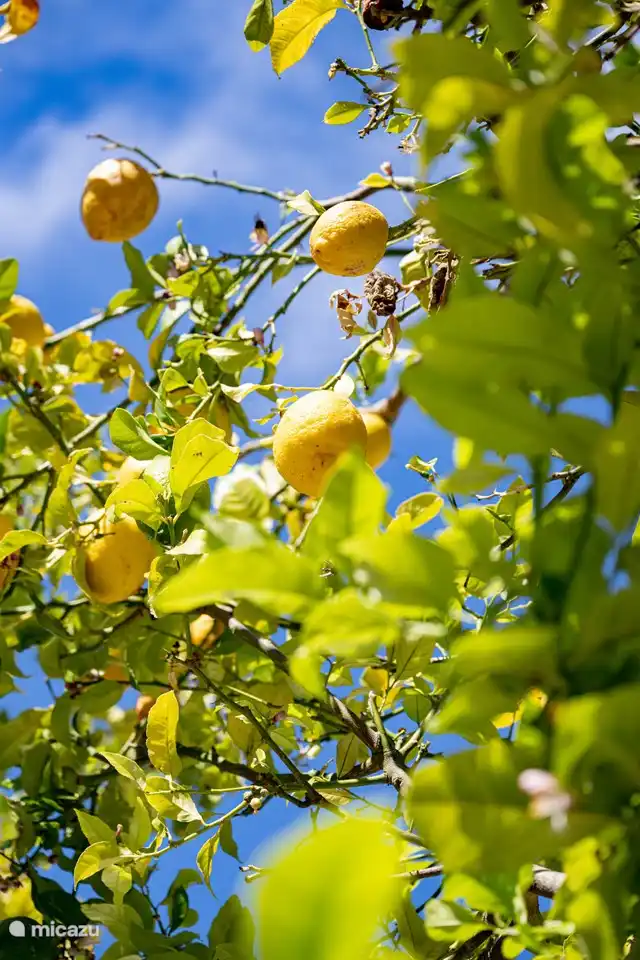 Zitronenbaum im Garten