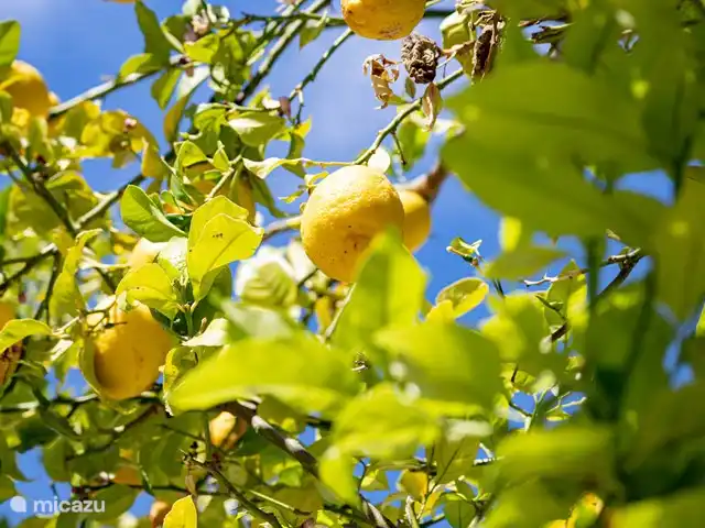 Casa Gorriones Moraira en España, Costa Blanca, Moraira - villa Limonero en el jardín