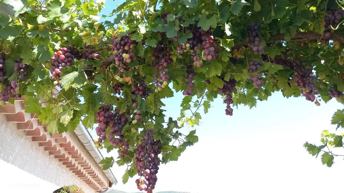 De nombreux vignerons ouvrent leur cave pour une dégustation.