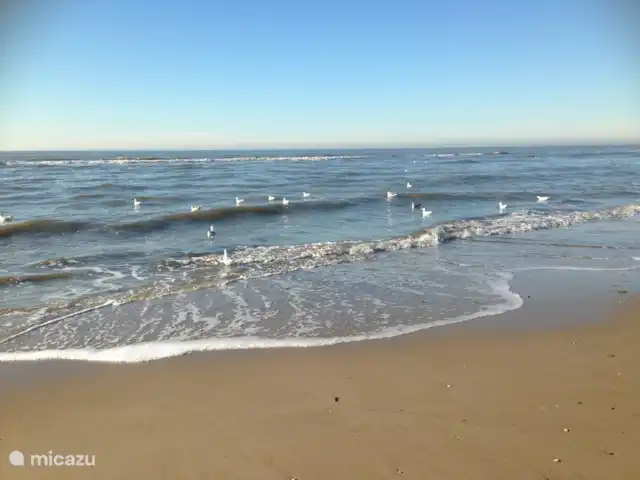 vakantiehuis huren in Nederland, Noord-Holland, Bergen – De Lijster Strand Bergen aan Zee