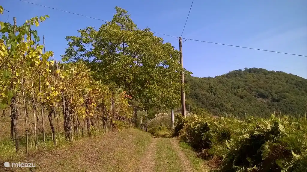 Ferienhaus in unmittelbarer Umgebung, kein Gegenüber, keine unmittelbaren Nachbarn. Weinberge, Ausblicke, Berggipfel ins Auge. Die ersten Nachbarn wohnen 500 m entfernt und sind zu Fuß erreichbar