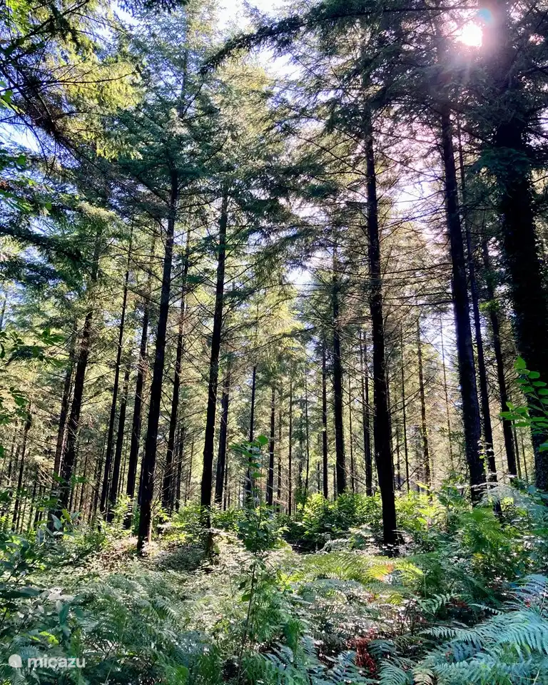 Umgeben von wunderschönen Wäldern