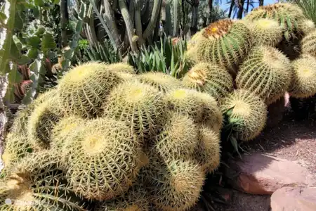 Jardin botanique d'Elche