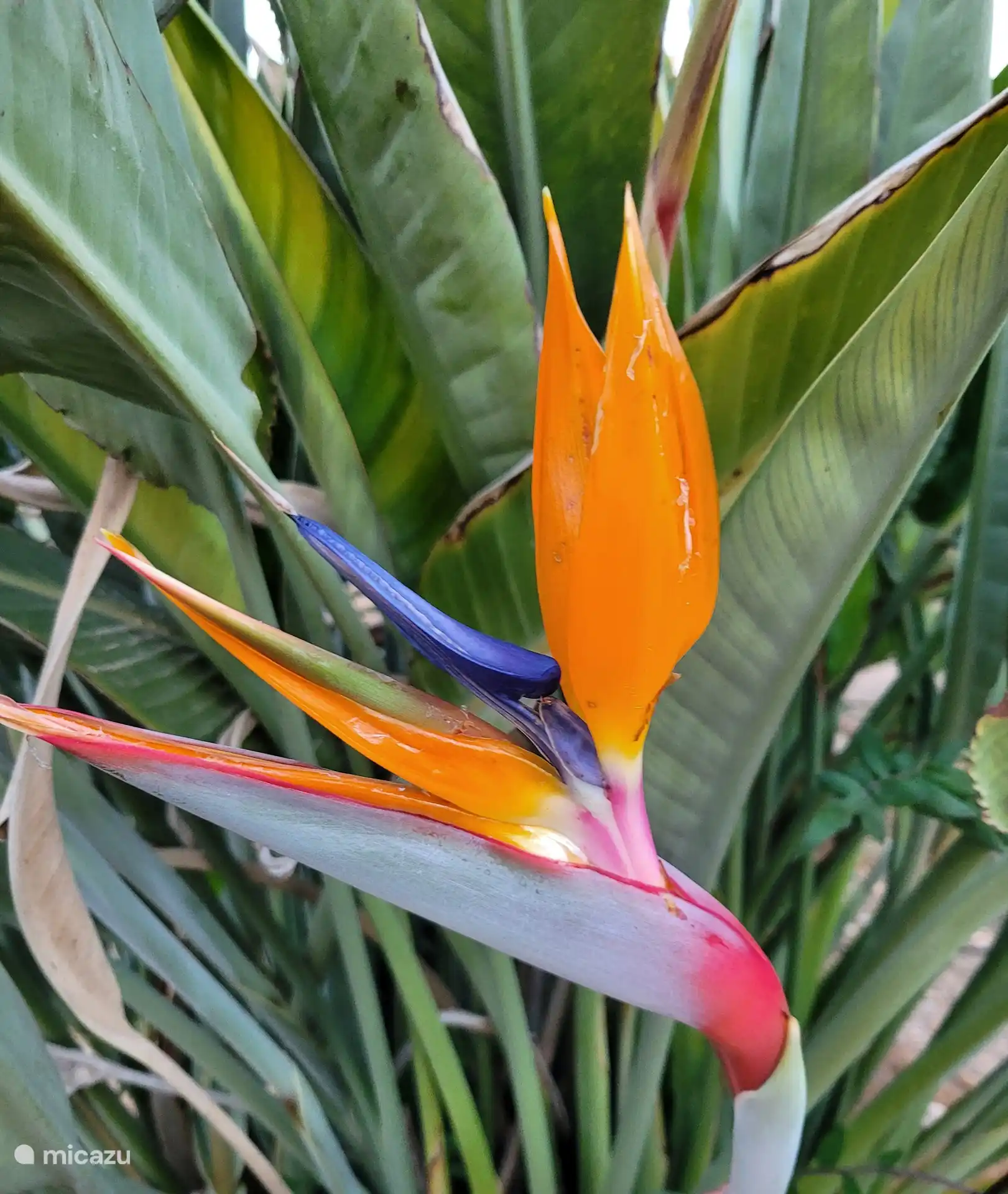 Garten rund um die Wohnung