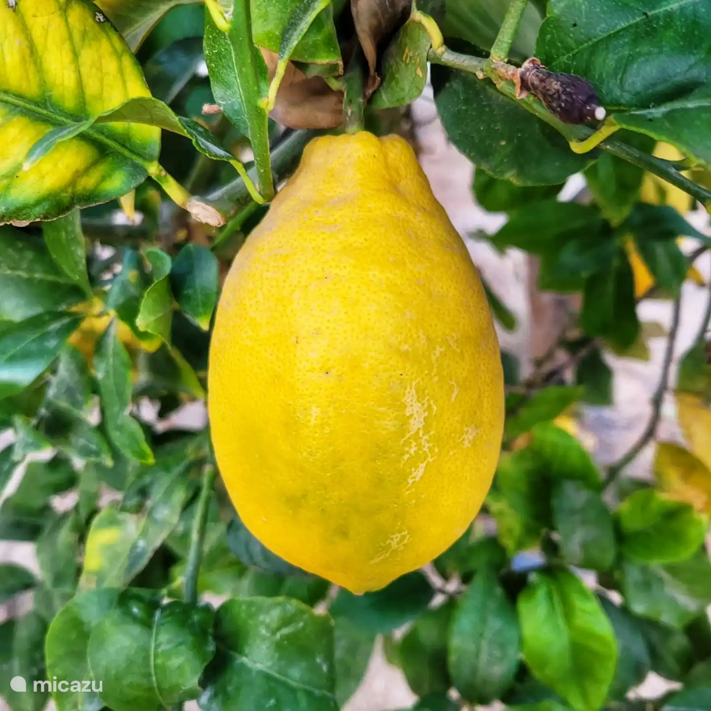 Garten rund um die Wohnung