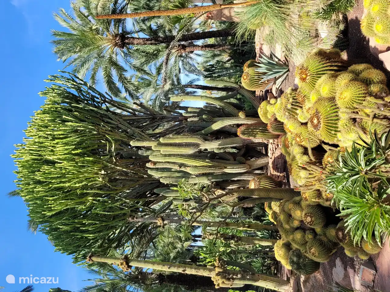 Botanischer Garten Huerto del Cura in Elche (20 Autominuten von der Wohnung entfernt)