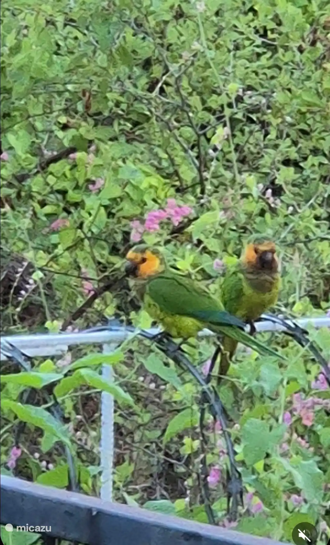 en el jardín tropical cerca del porche. 