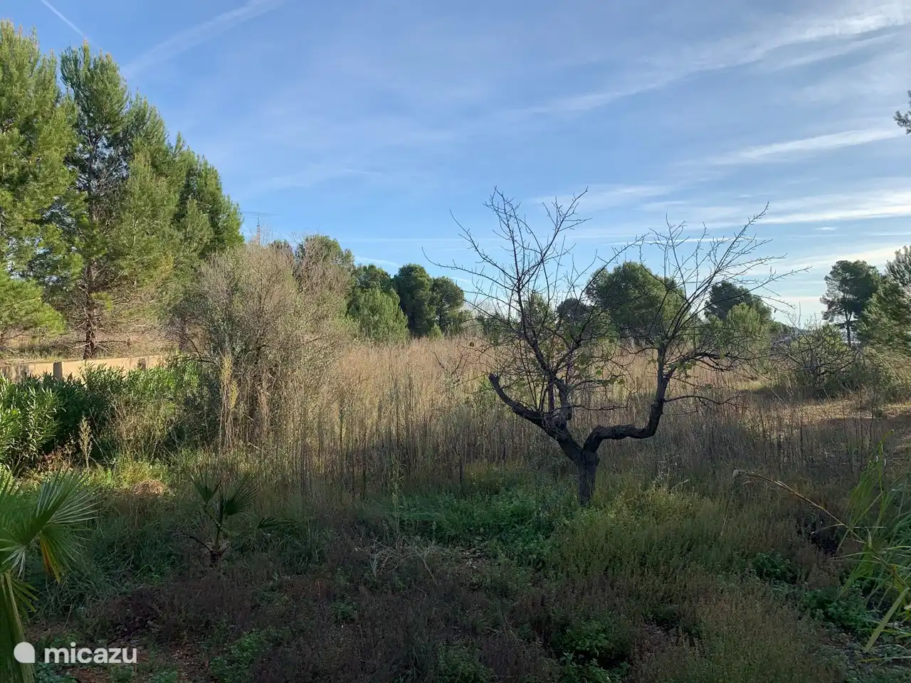 Vista trasera (al lado de la piscina)