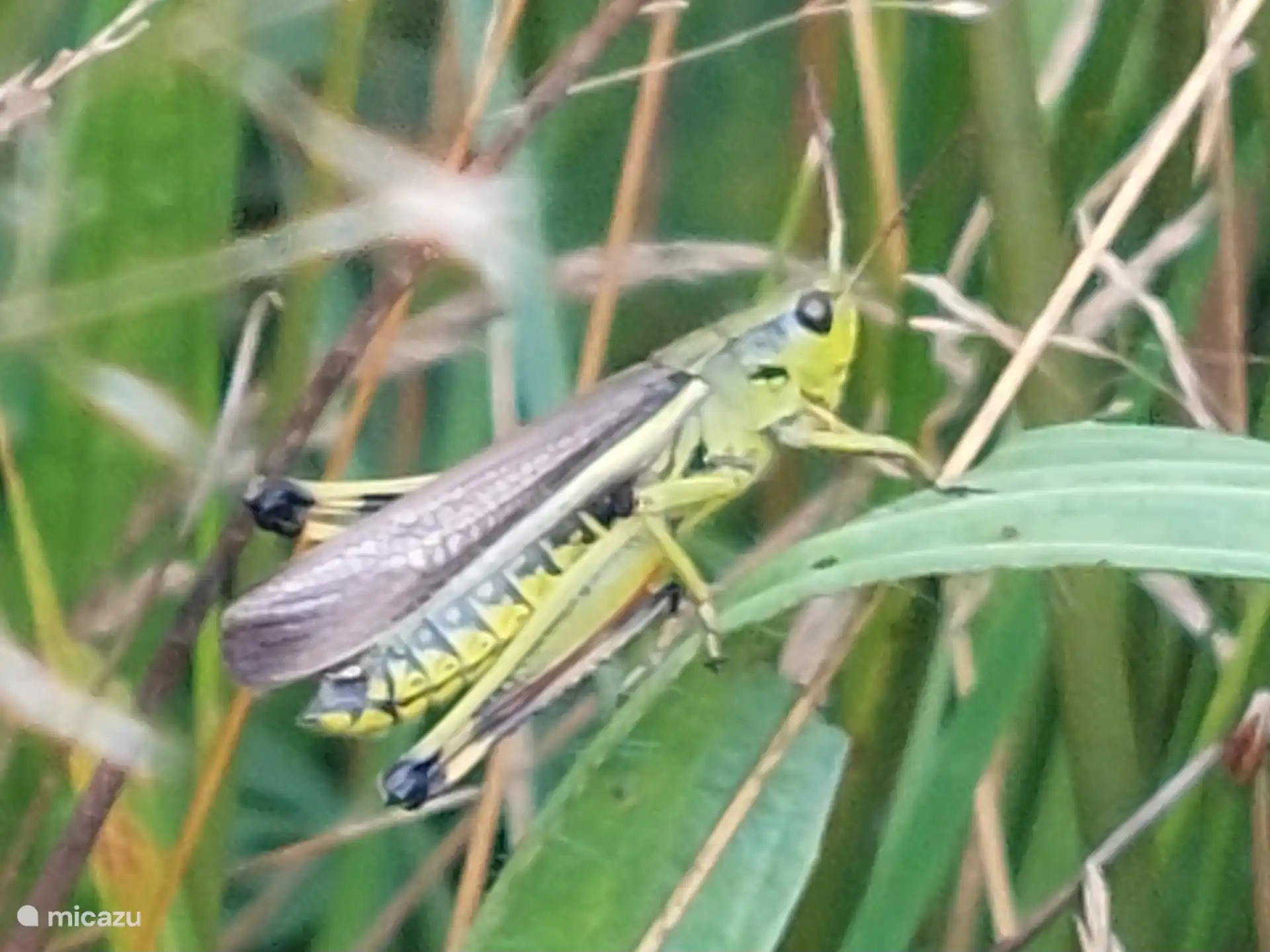 Sumpfheuschrecke, Meddos Moor.