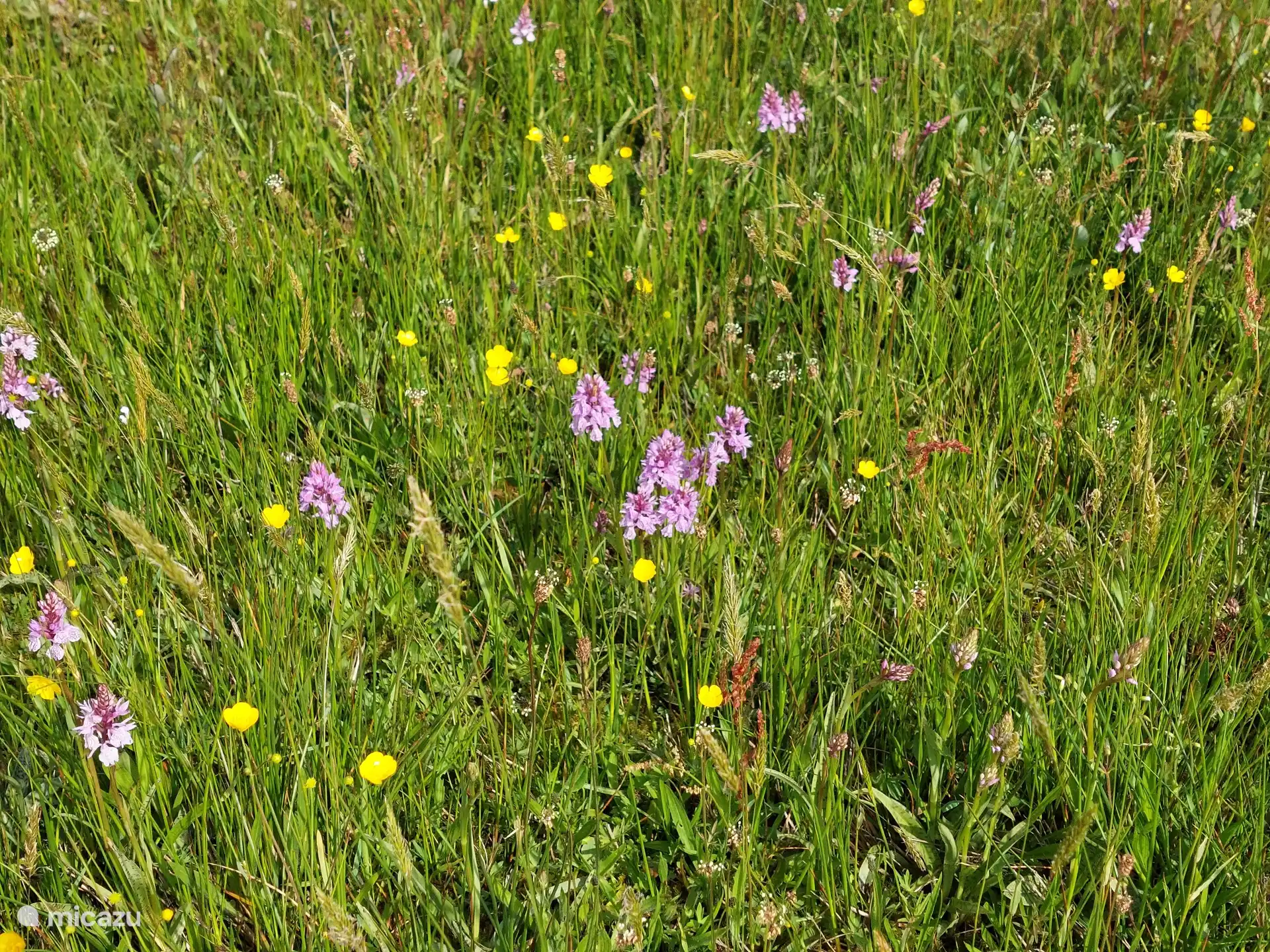 Orchideen im Torf von Meddo