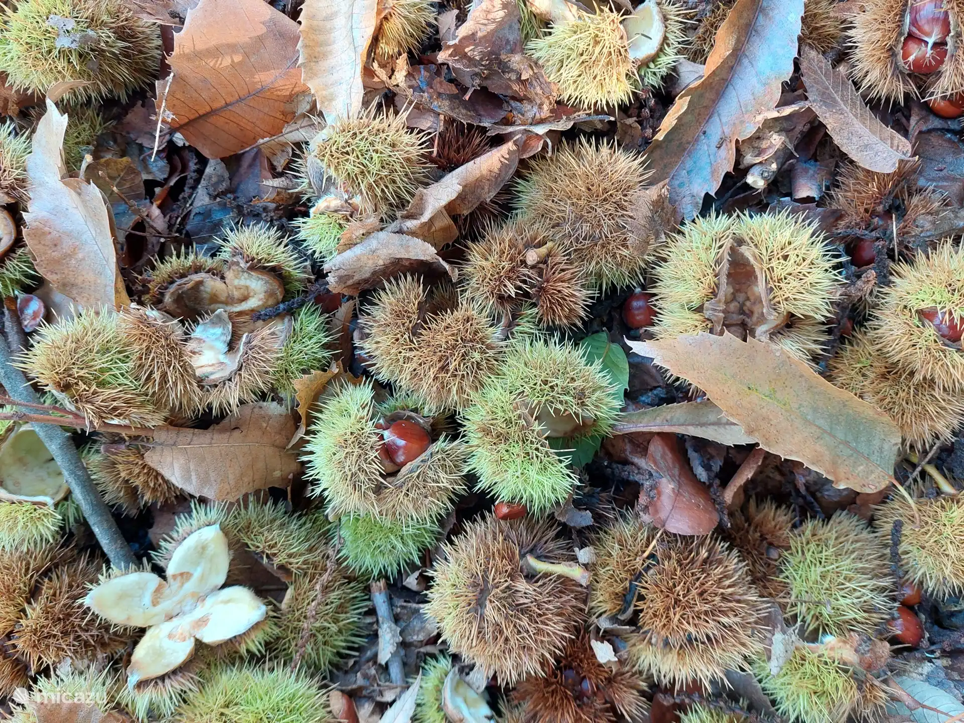 Süße Kastanien im Wald rund um das Häuschen.