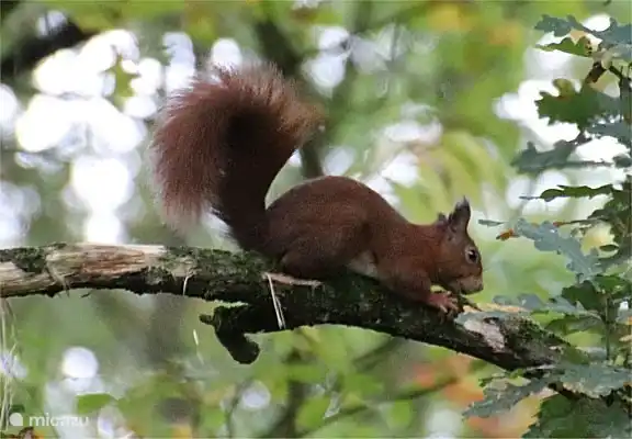 Eichhörnchen im Garten.
