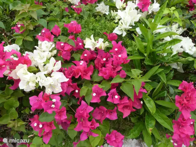 Villa Mai Blu huren in Curaçao, Curacao-Midden, Piscadera - bungalow Bourgainville