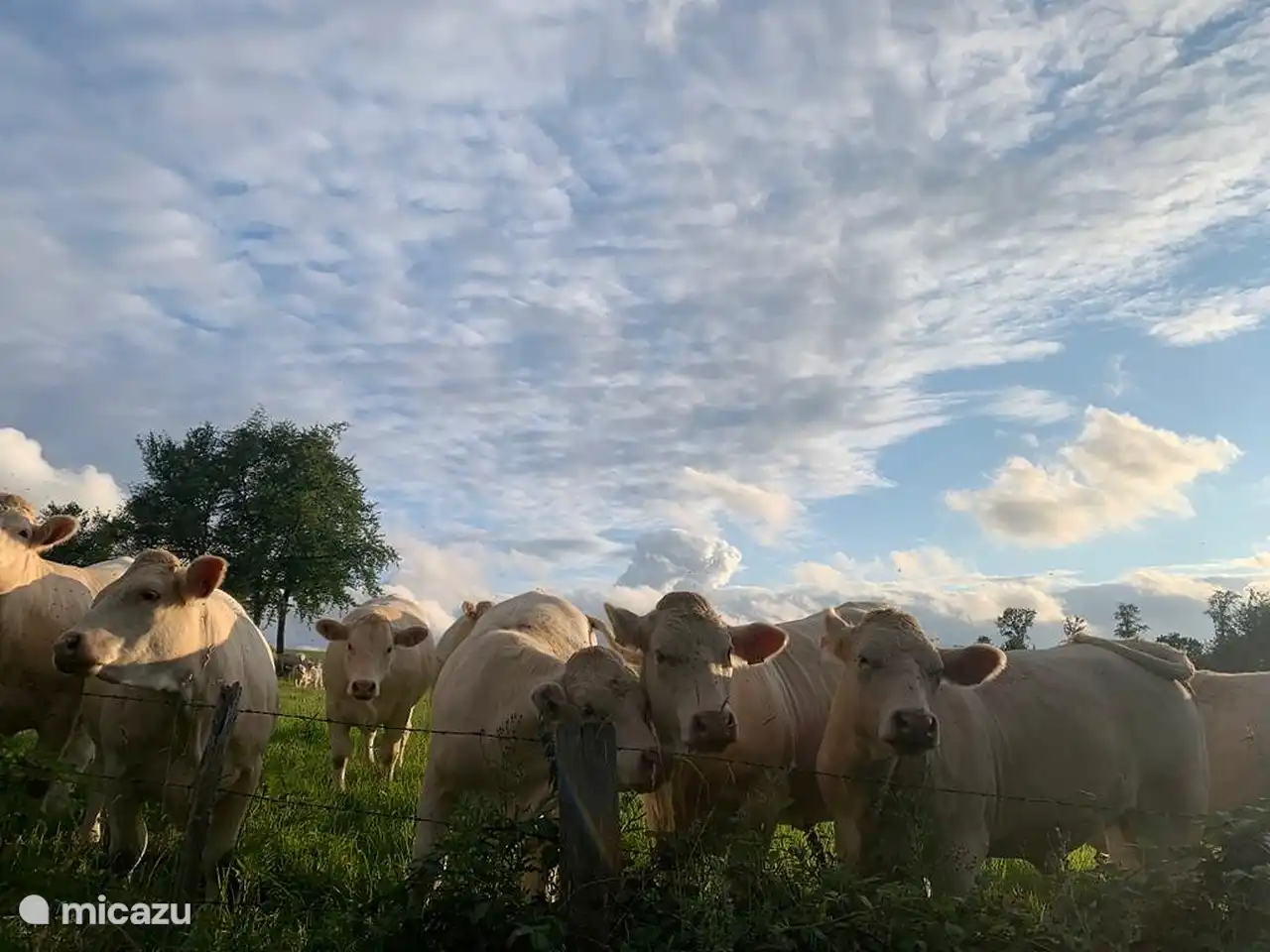 Die Charloais-Kühe mit ihren wunderschönen lockigen Köpfen.