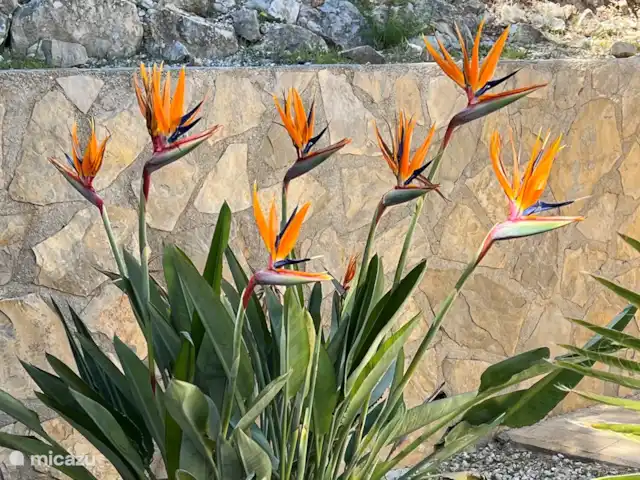 Maravilla Solar en España, Costa Blanca, Benitachell - villa Hermosos arbustos y flores