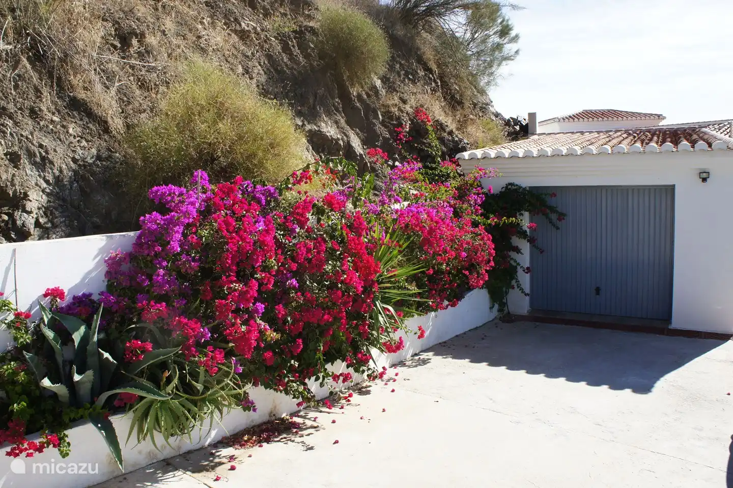 Due to the Mediterranean weather, flowers, plants and shrubs bloom almost all year round. 
