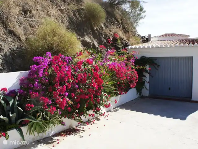 Villa Nimameto huren in Spanje, Andalusië, Arenas de Vélez - villa Door het mediterrane weer bloeien bloemen, planten en struiken nagenoeg het hele jaar door.