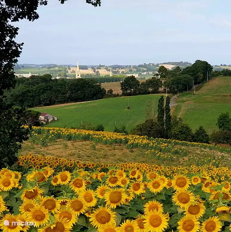 Felder voller Sonnenblumen