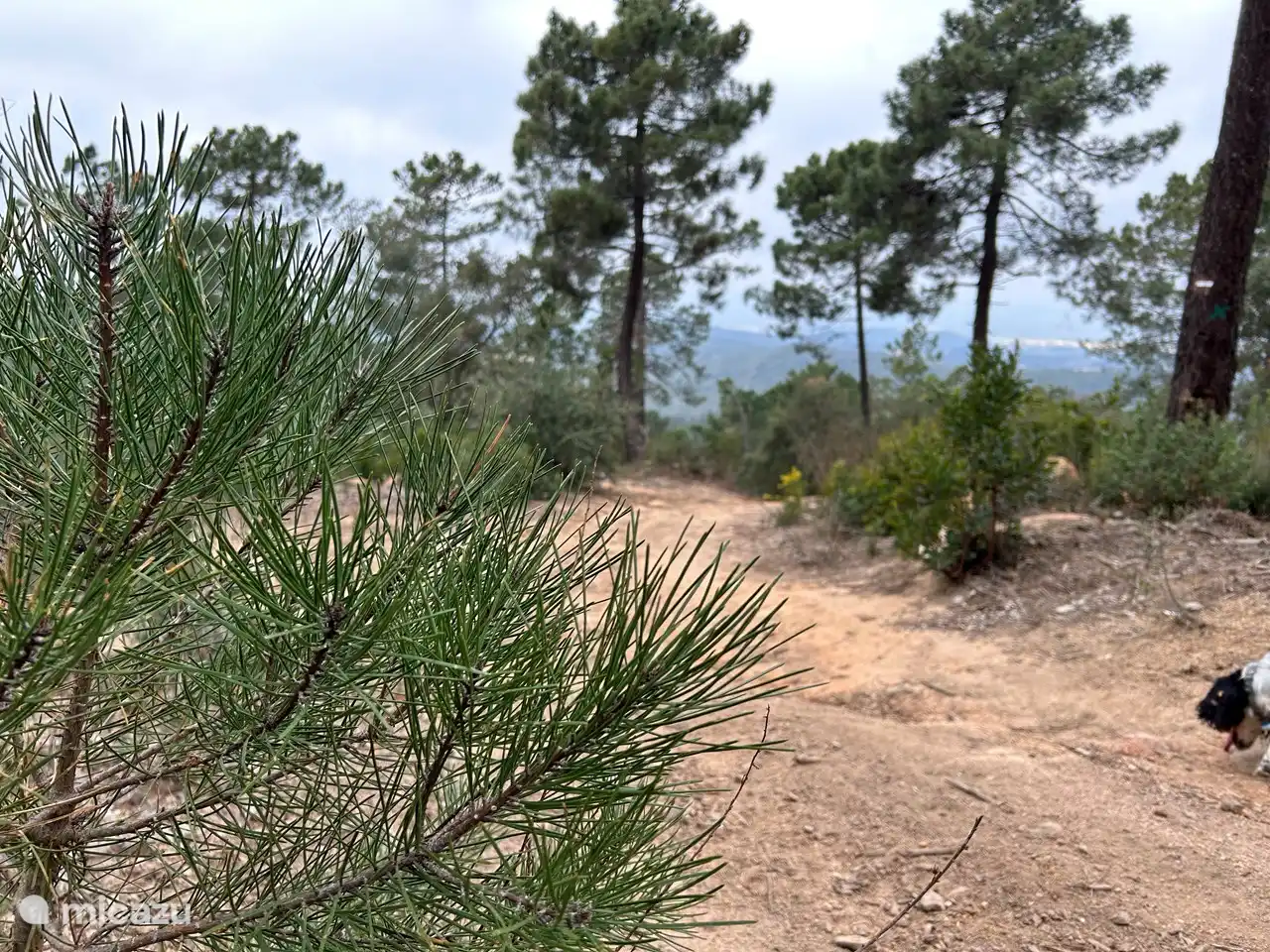 Just 5 minutes from the cottage, on top of the mountain, you will find a beautiful nature reserve where you can go hiking or mountain biking.