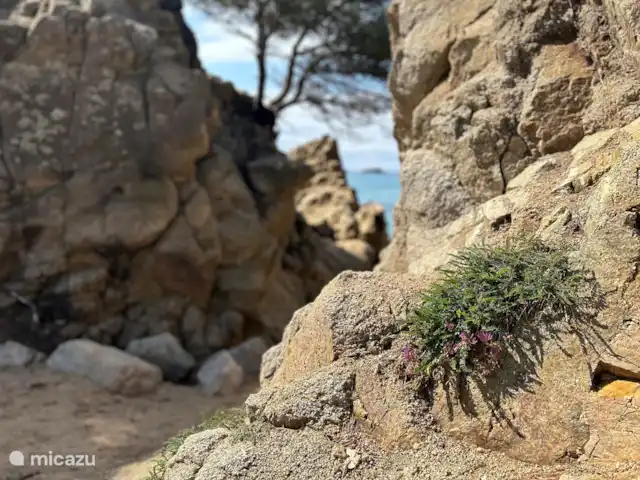 Maison Trigo | Espagne, Costa Brava, Macanet de la Selva - maison de vacances Cala Treumal