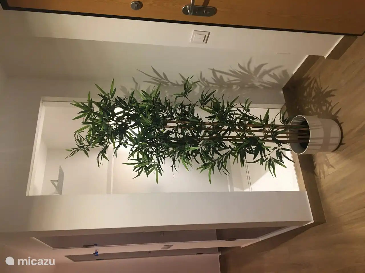 Une plante de bambou