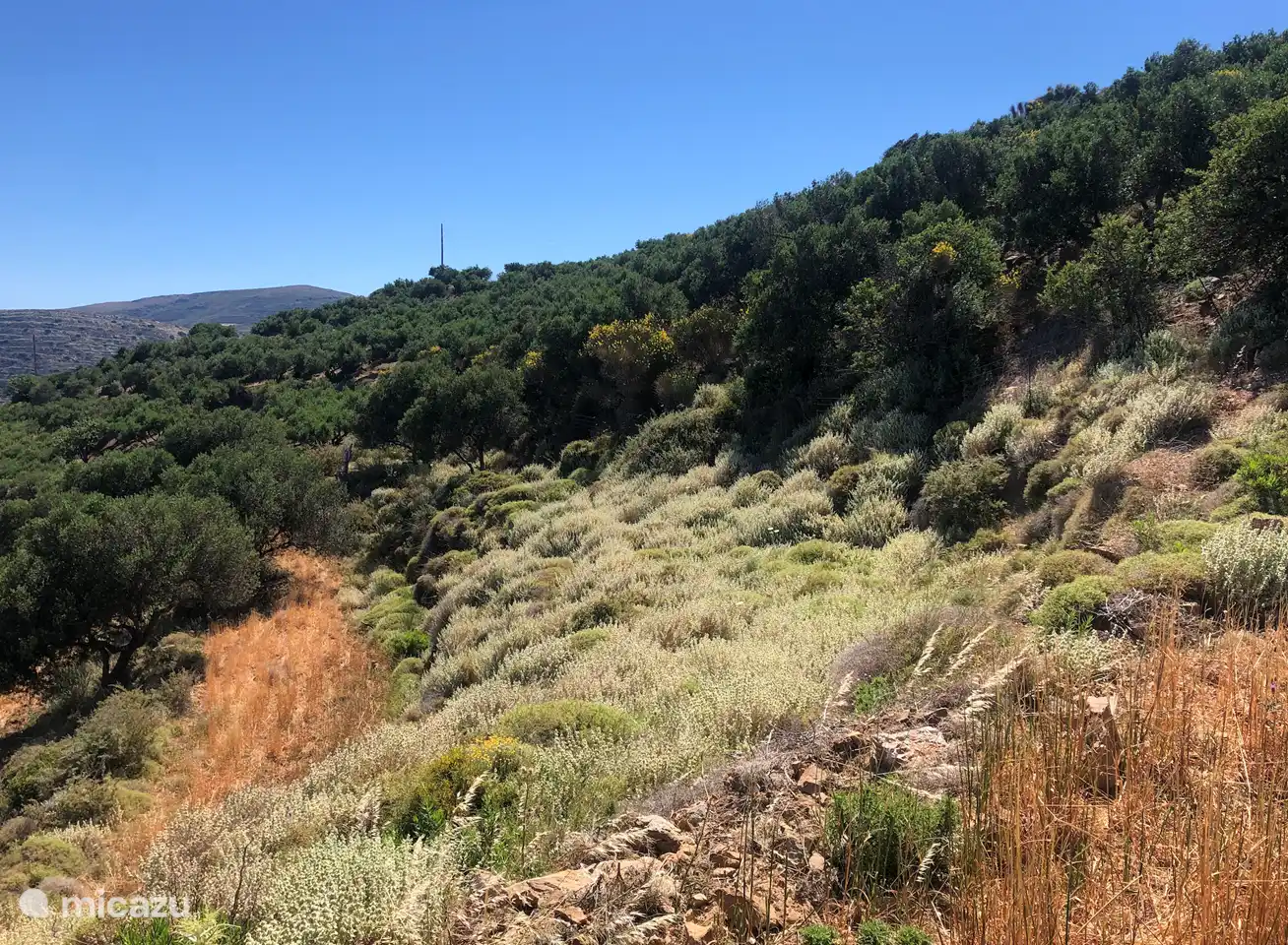 The environment and vegetation around Metochi Lodge