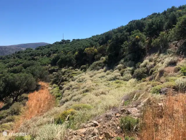 Metochi Lodge huren in Griekenland, Kreta, Platanos - villa De omgeving en begroeiing rondom Metochi Lodge