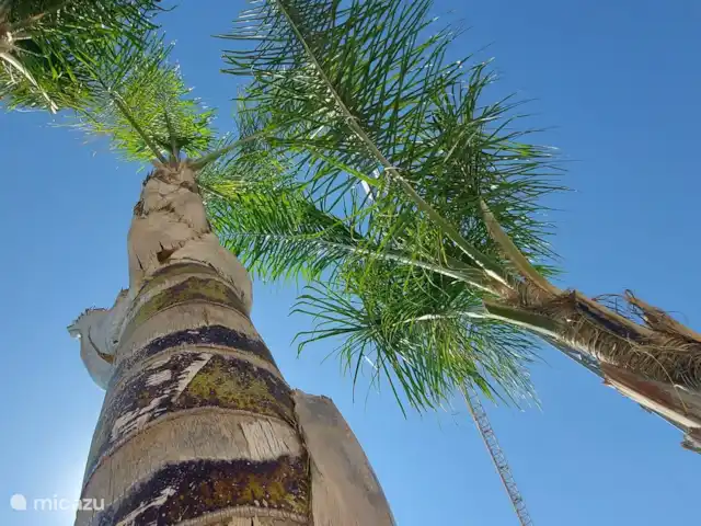 Casa Monty huren in Spanje, Costa Blanca, Torrevieja - penthouse Palmen zwembad