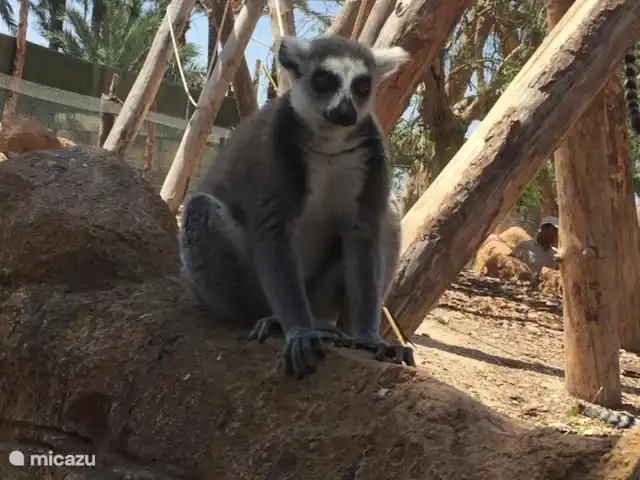 Casa Monty huren in Spanje, Costa Blanca, Torrevieja - penthouse Rio Safari - Elche