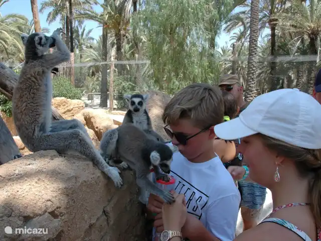 Casa Monty huren in Spanje, Costa Blanca, Torrevieja - penthouse Rio Safari