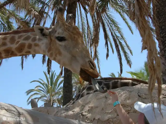 Casa Monty huren in Spanje, Costa Blanca, Torrevieja - penthouse Rio Safari