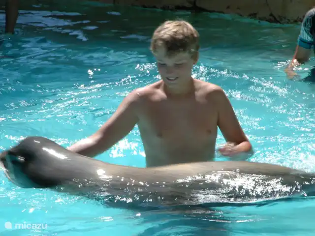 Casa Monty huren in Spanje, Costa Blanca, Torrevieja - penthouse Zwemmen met de zeeleeuwen