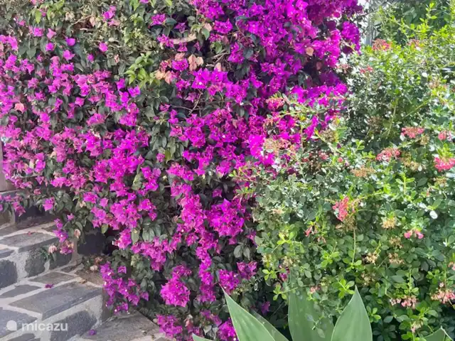 Villa Futura huren in Spanje, Costa Blanca, Benissa - villa Bougainvillea aan de zithoek buiten