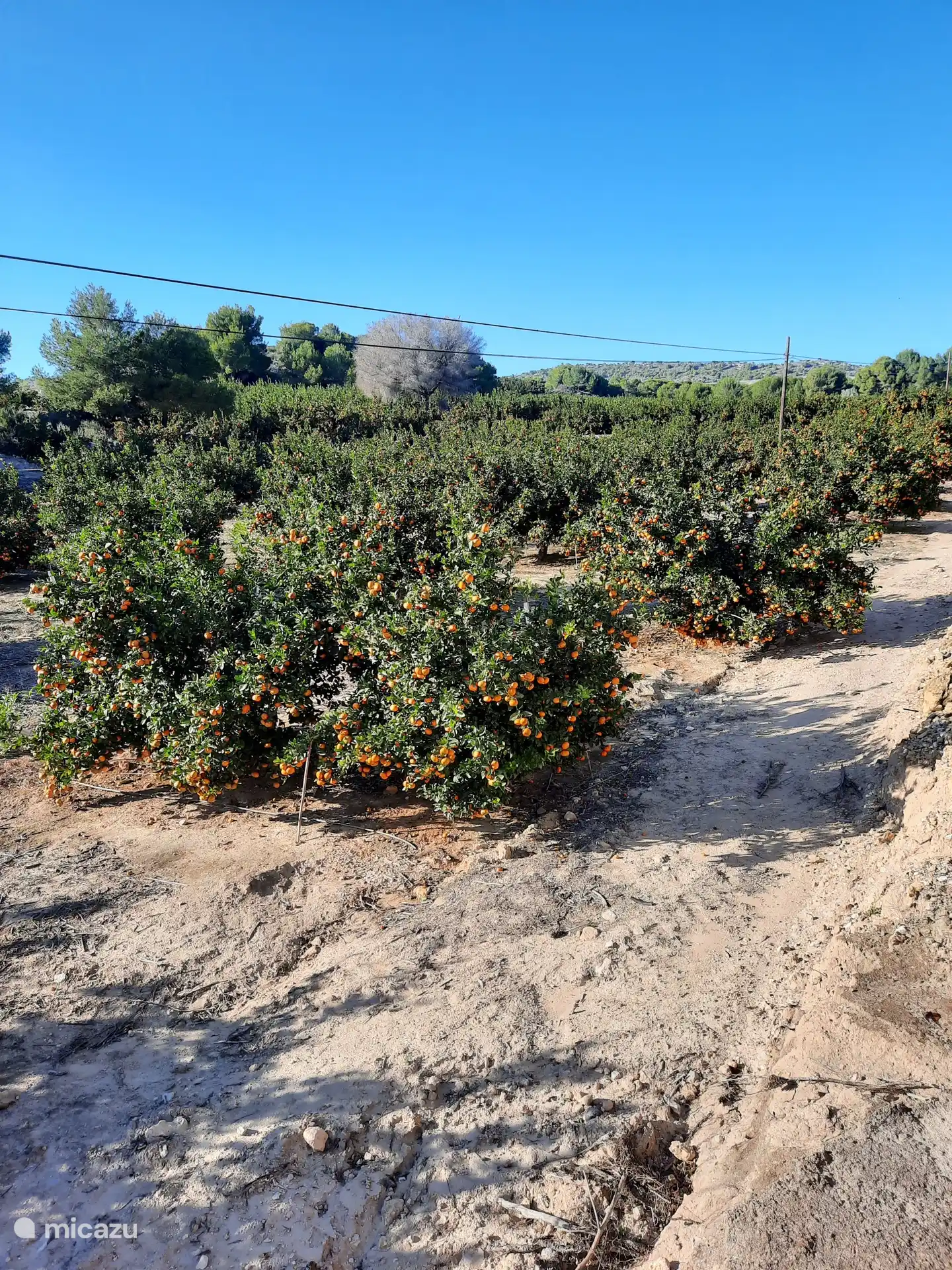 Cycling into the hinterland and what to see: APPLES OF ORANGE