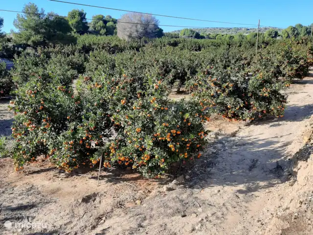 apartamento en España, Costa Blanca, Torrevieja – Apartamento La Paz Pedaleando por el interior y qué ver: MANZANAS DE NARANJA