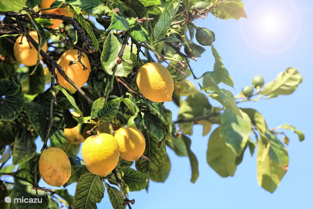 Si le live te donne des citrons, on fera du Limoncello