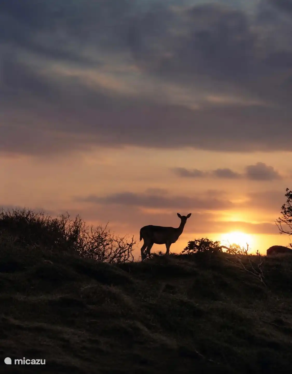 Hert in de duinen bij Oostkapelle