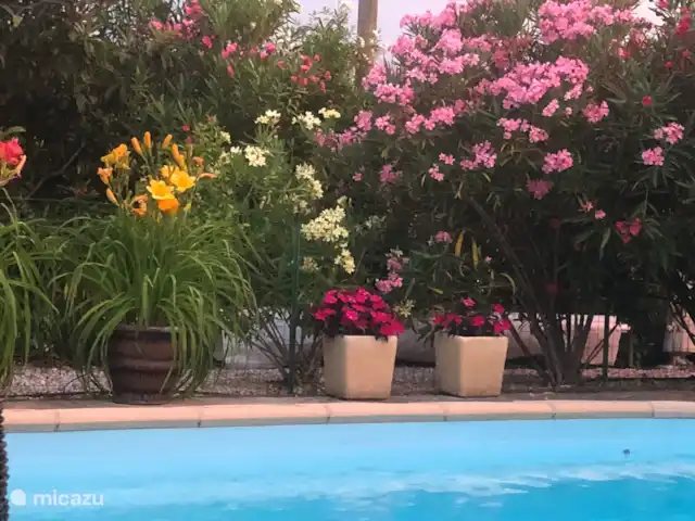 Maison d'Izzy huren in Frankrijk, Hérault, Roquebrun - vakantiehuis zwembad omringd door prachtige bloeiende planten