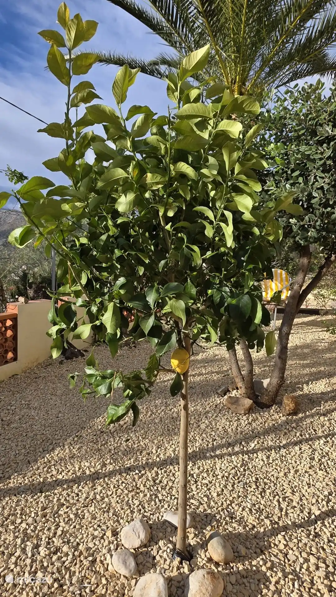 El jardín delantero de Casa Virginia con laurel, limonero. 