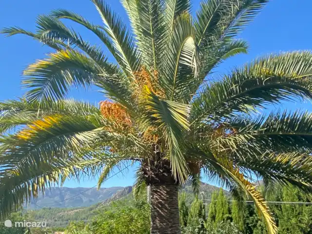 Casa Virginia huren in Spanje, Costa Blanca, Orba - vakantiehuis De tuin