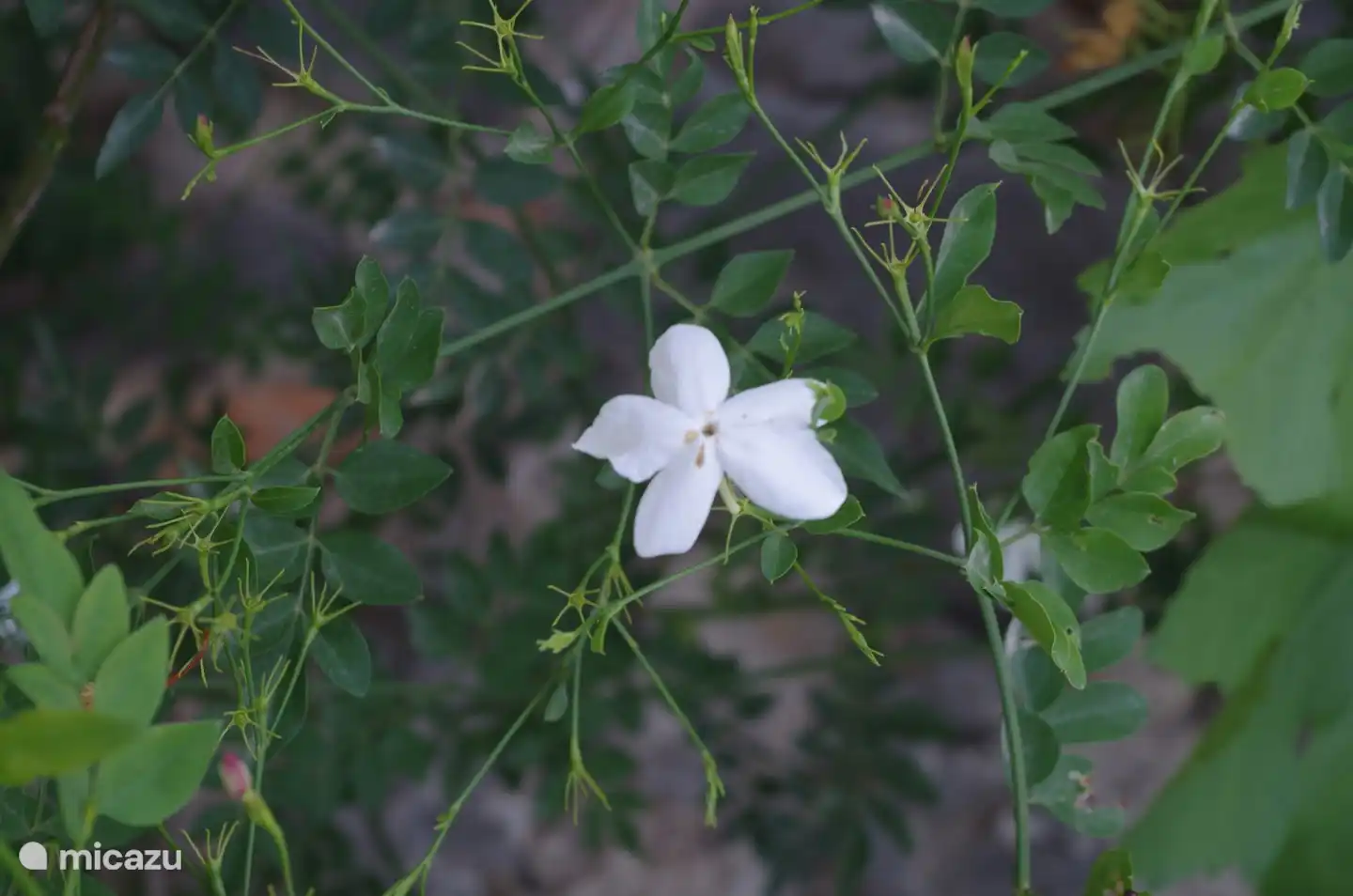Vom Pool aus k&#246;nnen Sie den Duft dieser Jasminpflanze riechen.