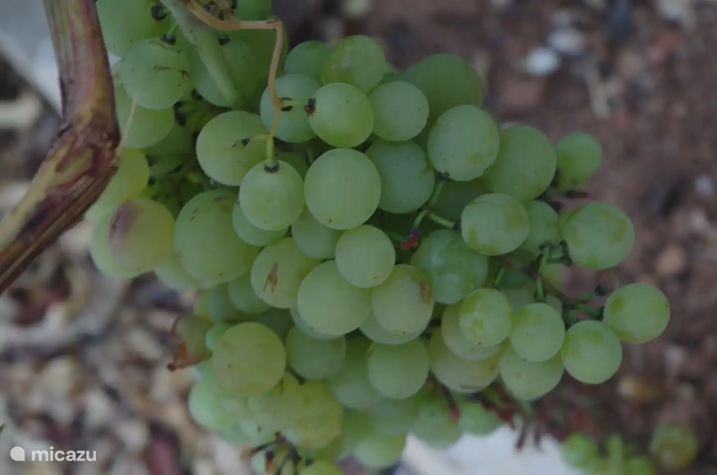 Frische Trauben im Garten (in der Sommersaison)