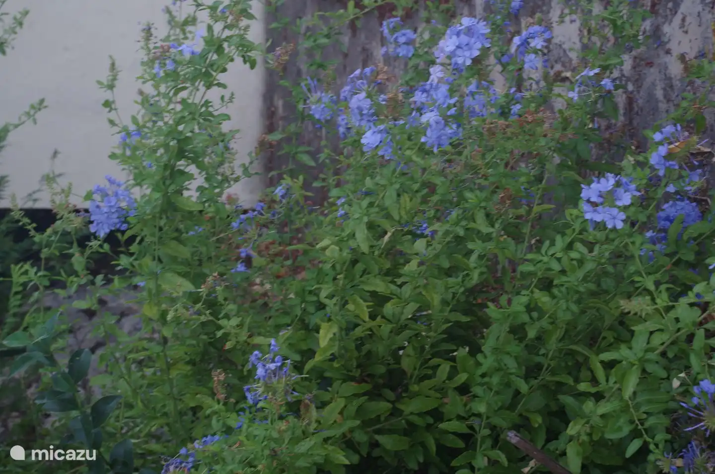 Der Garten ist von wundersch&#246;nen mediterranen Pflanzen umgeben