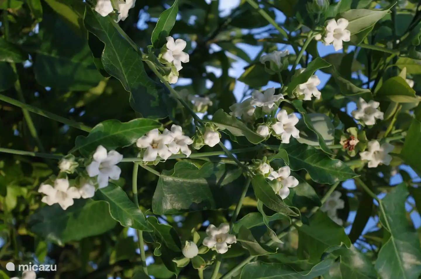 Fr&#246;hliche Blumen im Garten
