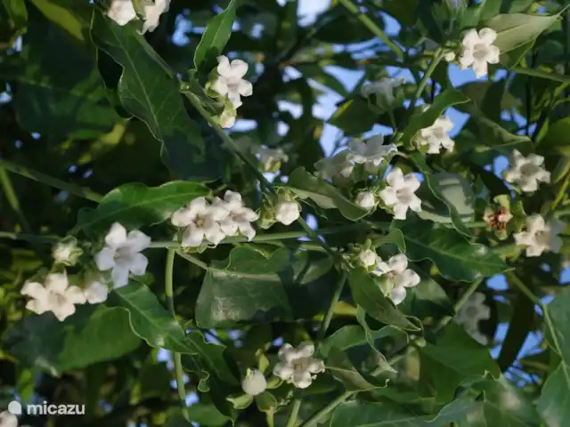 Casa Virginia huren in Spanje, Costa Blanca, Orba - vakantiehuis Vrolijke bloemen in de tuin