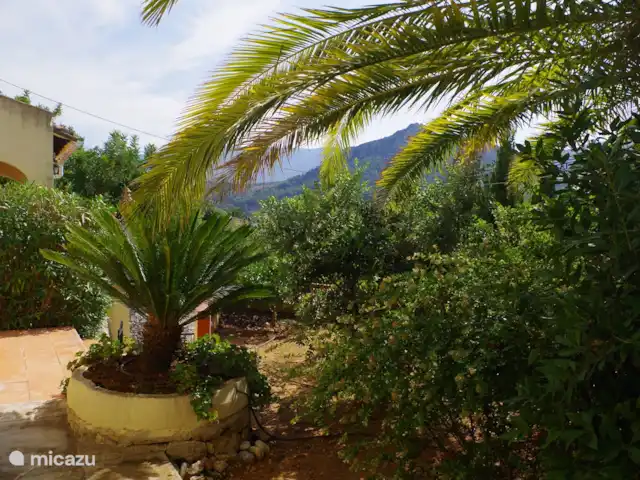 Casa Virginia huren in Spanje, Costa Blanca, Orba - vakantiehuis Geniet volop in Spaanse sferen. Ruime tuin met veel zon. Natuurliefhebbers kunnen heerlijk genieten van de schaduw van de bomen. Dankzij de begroeiing is Casa Virginia geschikt voor iedereen die van rust, ruimte en sereniteit houdt.