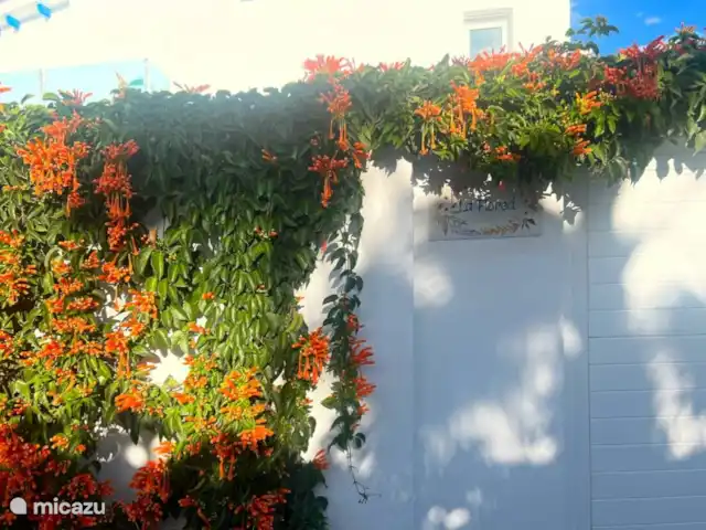 Hip appartement - Casa Mijas -Málaga huren in Spanje, Costa del Sol, La Cala de Mijas - appartement Mooi straatje in La Cala de Mijas.